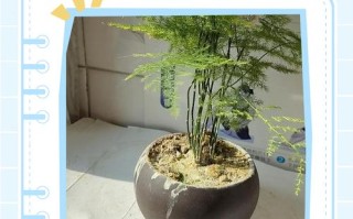 水培文竹如何转土？