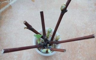 家里盆栽种葡萄的方法
