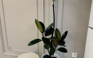 橡皮树夏天可以水培吗