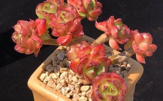 夏天蜡牡丹多肉怎么养才不烂根？