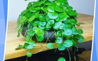 水培铜钱草营养液一次加多少？