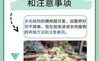 多肉怎么养才爆盆？注意啥能少死苗？