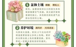 如何挑到健康的多肉？