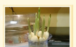 水培大蒜的步骤图片大全