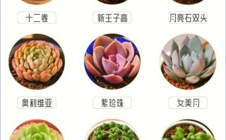 什么品种的多肉个头比较大？