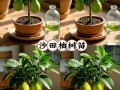 柚子树盆栽怎么种才结果？