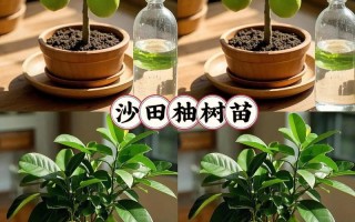 柚子树盆栽怎么种才结果？