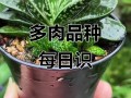 哪种多肉植物能生吃？