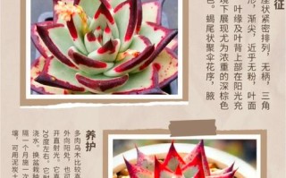 多肉盆景有哪些常见品种名称？