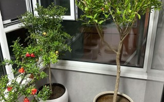 盆栽果树夏季移栽可行吗？