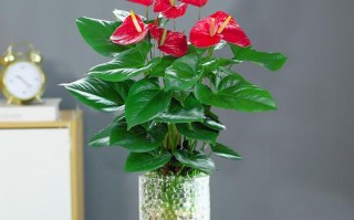 水培红掌根部长绿是咋回事？