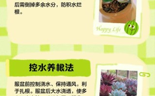 怎样能把多肉叶片养胖