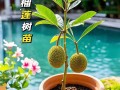榴莲种子种盆栽，发芽难不难？