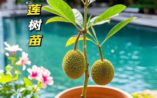 榴莲种子种盆栽，发芽难不难？