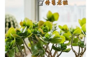 盆栽修剪成型有哪些关键技巧？