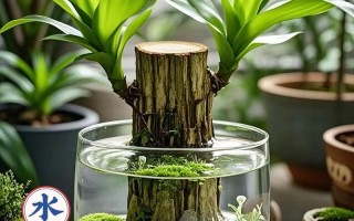 水培巴西木水臭了怎么快速解决？