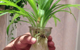 水培吊兰根变绿是咋回事？