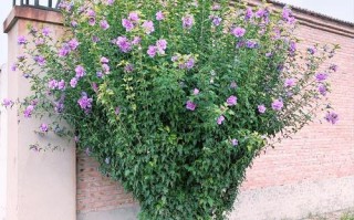 盆栽木槿花花期还有几天？