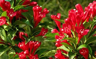 盆栽锦带花的浇水方法