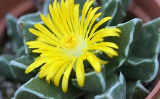 四海波多肉怎么养？