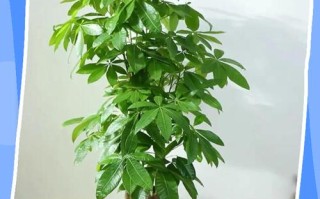 发财树水培多久可转土培？