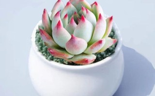 吉娃娃多肉的养殖方法