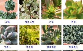 多肉名称以及图片欣赏