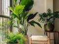 室内盆栽植物大全有哪些常见品种？