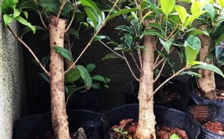 盆栽丹桂耐高温极限是多少度？