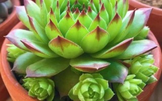 多肉坐台莲花图片大全