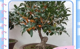 盆栽金桂冬季怎么养护才好？