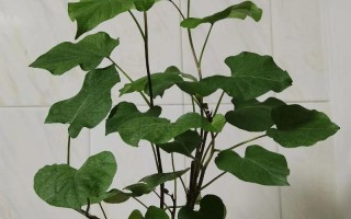 发了芽的红薯盆栽，怎么种才能长得好？