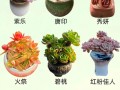 多肉怎么养？图片欣赏有何技巧？