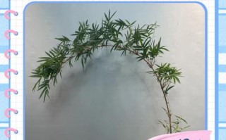 室内竹子盆栽咋养护才不黄叶烂根？