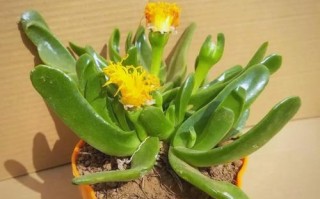 佛手掌多肉怎么养才爆盆？