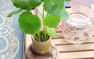 铜钱草写生，如何捕捉盆栽花卉的神韵？