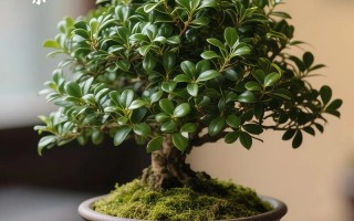 紫檀盆栽图片有哪些品种与养护要点？