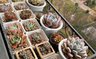 多肉冬天能放在阳台上