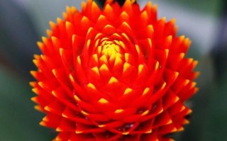 多肉火炬花怎么养才爆盆？