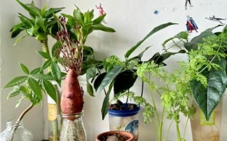 水培瓶适合养哪些好养活的植物？