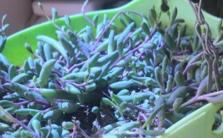 玄月多肉怎么养才爆盆？