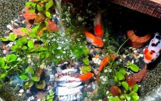 水培花盆养什么鱼合适？