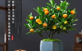 金桔剪枝后这样剪对吗？