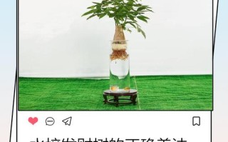 水培发财树该不该加肥料？