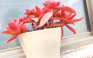 火祭多肉怎么养才红？