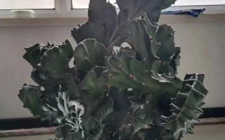 多肉玉麒麟多久能长大