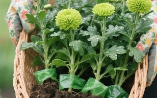 阳台盆栽菊花怎么养才能花繁叶茂？