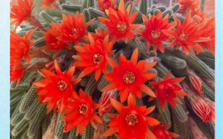 浙江野生多肉有何独特魅力？