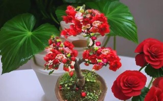 家里能养海棠盆栽吗？