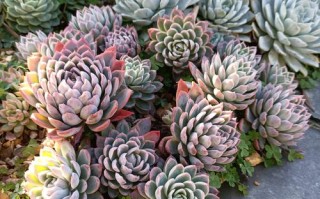 紫罗兰多肉能长多高？